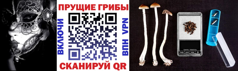 Псилоцибиновые грибы мицелий  дарнет шоп  Северобайкальск 